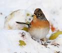 bergfink6_dec09