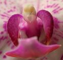 orkide1