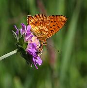 alggrasparlemo1_juli08