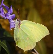 citronfjaril1_april08