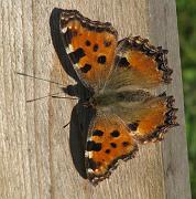 korsbarsfuks1_april08