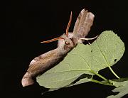 poppelsvarmare1_juli06