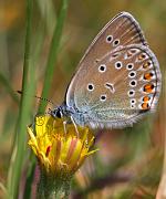 silverblavinge1_juni08