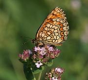 skogsnatfjaril1_juli06