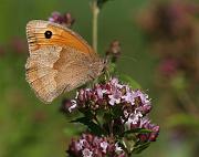 slattergrasfjaril1_juli06