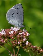 torsteblavinge1_juli07