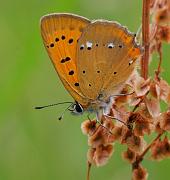 vitflackguld1_juli07