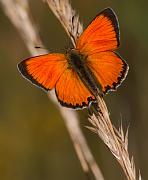 vitflackguld1_juli08