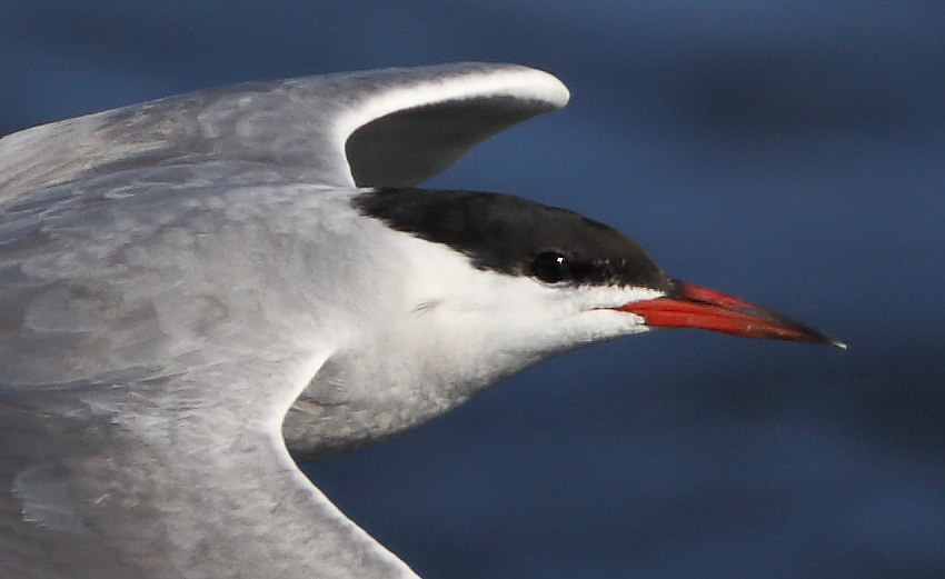 7R1A0532_100crop.jpg