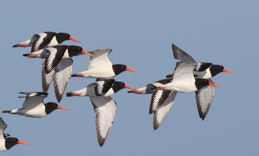 7R1A0563_crop.jpg