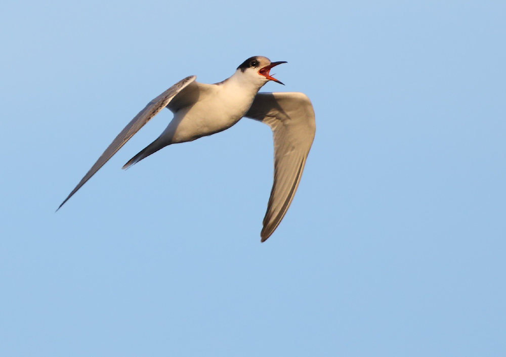 7R1A0723_crop.jpg