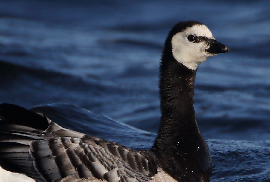 7R1A0836_crop100.jpg