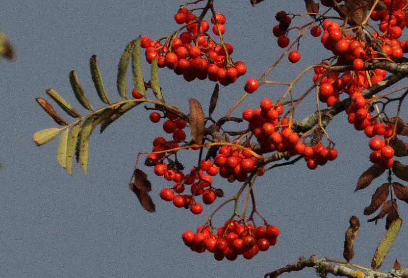 IMG_0094_crop100.jpg