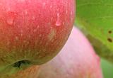 IMG_0089_crop100