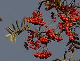 IMG_0094_crop100nr