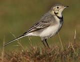 IMG_0427_12to9_sh