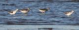 IMG_0464_24to10_sh