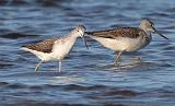 IMG_0464_crop100_sh
