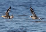 IMG_0576_23to10_sh
