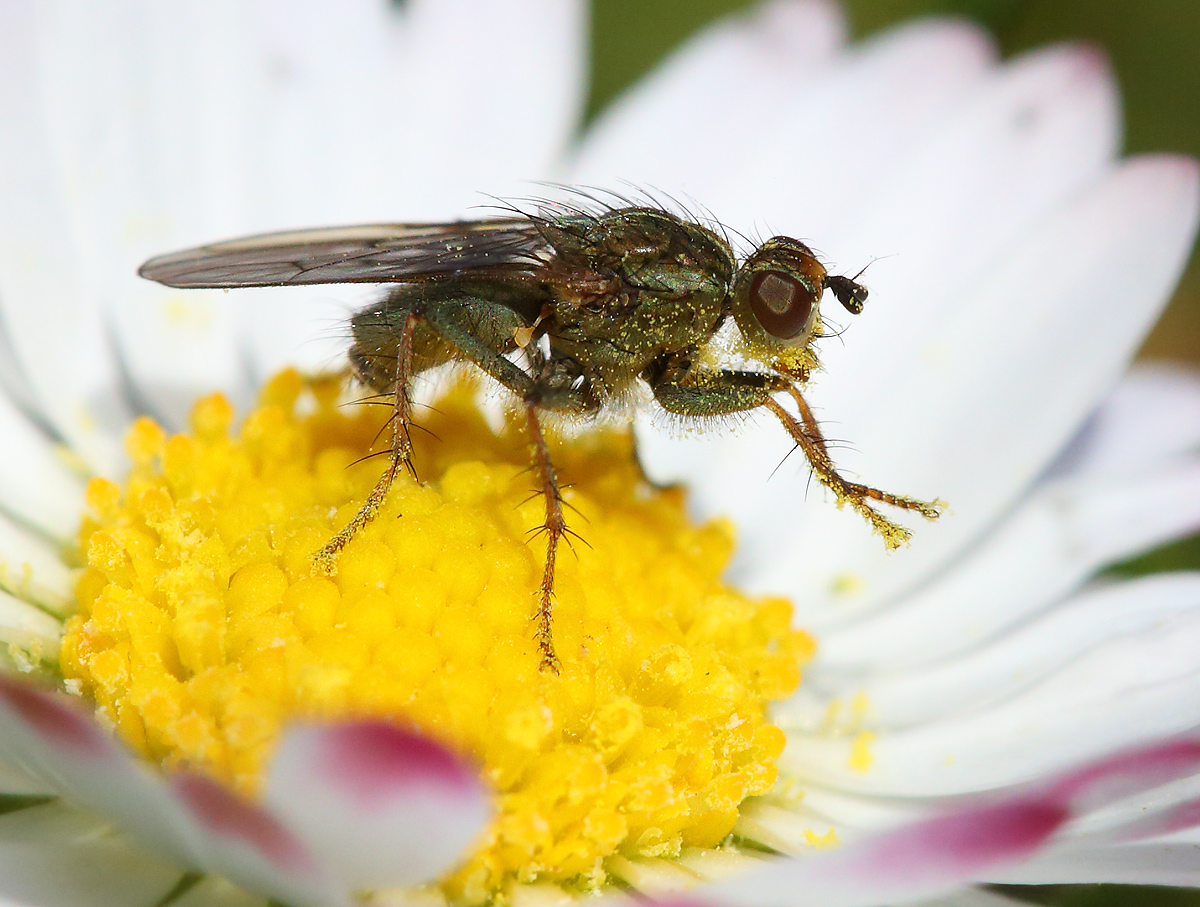 blomfluga2_april14.jpg