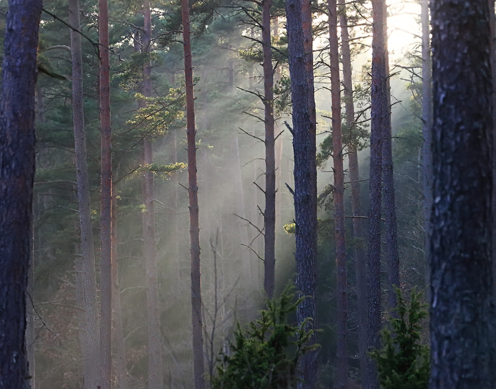skog.jpg