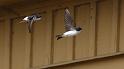 bild072_2