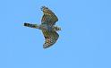 bild037